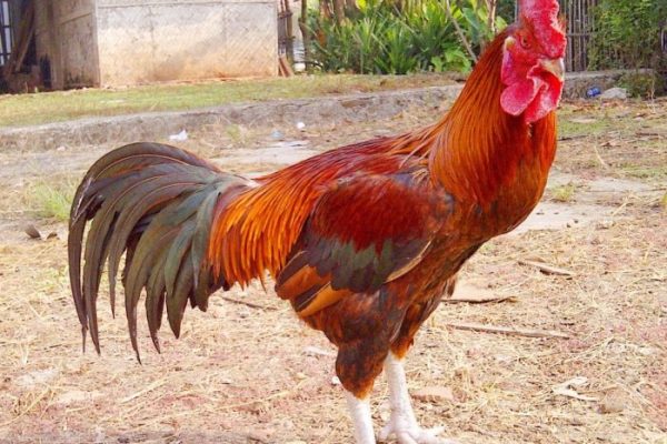 Ayam merah petelur di Margaasih, Bandung