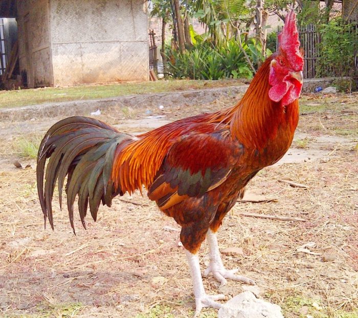 Ayam ternak di Ciracap, Sukabumi