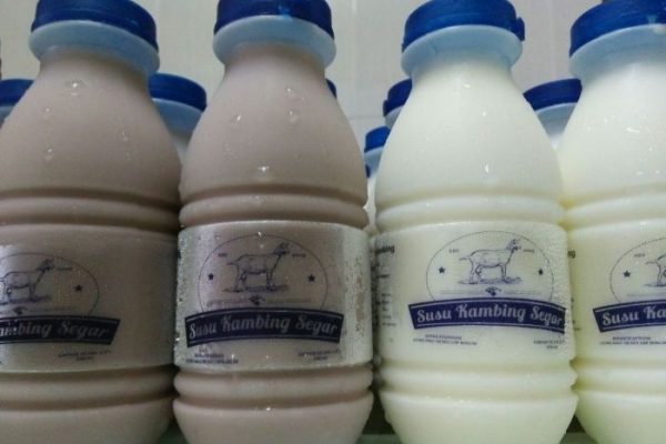 Susu kambing di Kedungdung, Sampang