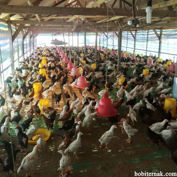Solusi Panen Lebih Cepat untuk Ayam Kampung Super (JOPER) Ayam Ternak di Jogoroto, Jombang