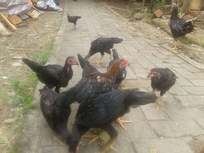 Usaha dan Cara Budidaya Ayam Kampung Unggul!!! - YouTube Usaha dan Cara Budidaya Ayam Kampung Unggul!!! - YouTube