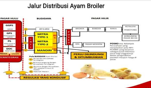 Harga ayam kampung potong di Panjang, Kota Bandar Lampung