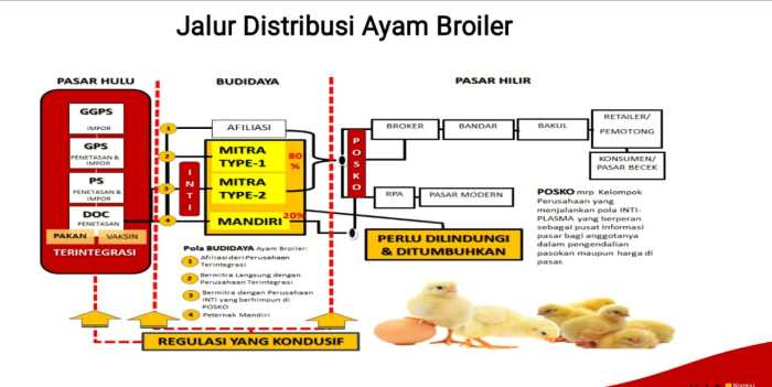 Harga ayam kampung potong di Panjang, Kota Bandar Lampung