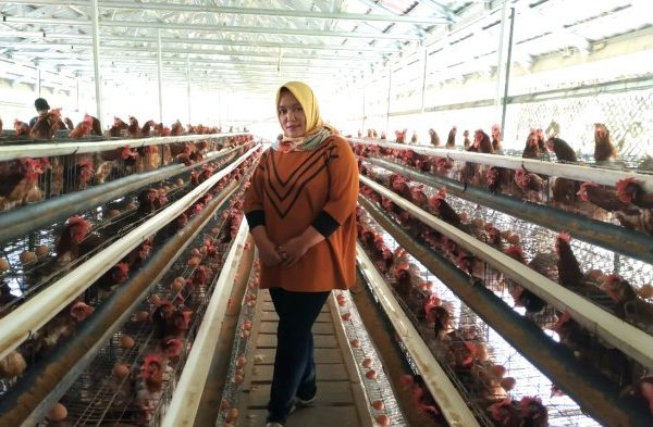 Mantap..!! Belum Genap Setahun, Maya Sukses Menjadi Peternak Ayam ...