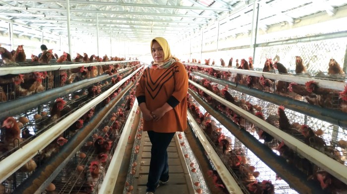 Mantap..!! Belum Genap Setahun, Maya Sukses Menjadi Peternak Ayam ... Mantap..!! Belum Genap Setahun, Maya Sukses Menjadi Peternak Ayam ...