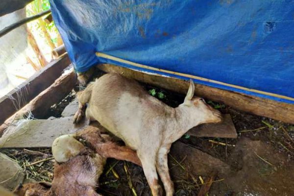 Daging kambing di Pacitan, Kabupaten Pacitan