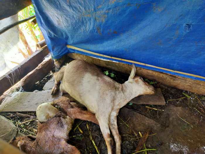 Daging kambing di Pacitan, Kabupaten Pacitan