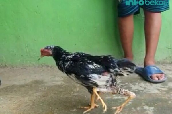 Ayam afkir di Bekasi Barat, Kota Bekasi