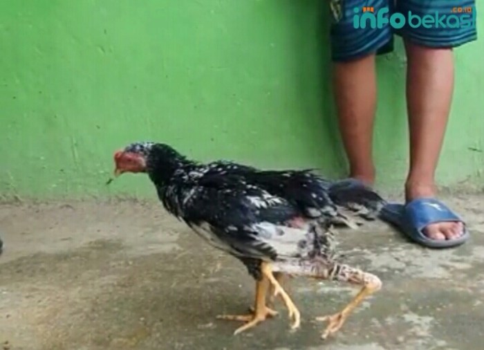 Harga Ayam Merah | Ayam Petelur Afkir di Pasar Tradisional Gotong ... Ayam afkir di Bekasi Barat, Kota Bekasi