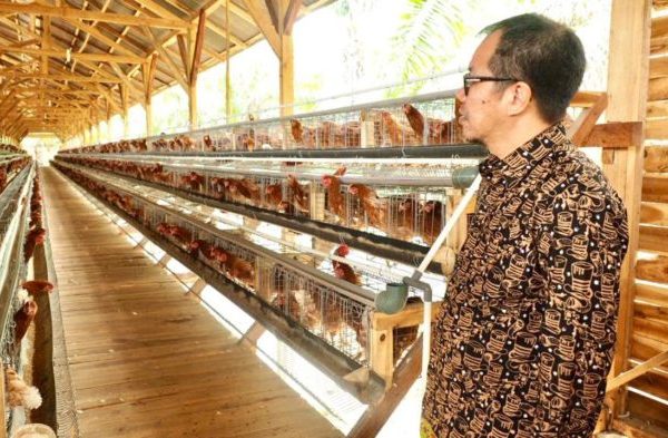 Kelompok Ternak Ayam Petelur Keluhkan Monopoli Dagang Dari Luar Lombok ...