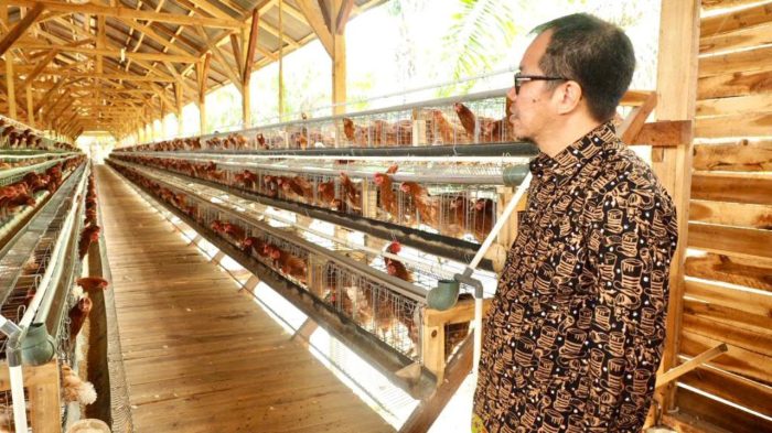 Kelompok Ternak Ayam Petelur Keluhkan Monopoli Dagang Dari Luar Lombok ...