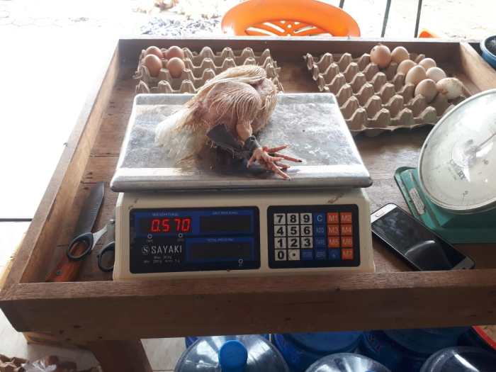 KPM Katibung dan Merbau Mataram Terima “Ayam Stunting” | Lampung Raya News