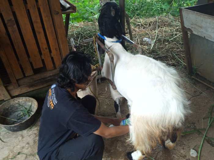 Susu kambing di Pacet, Cianjur