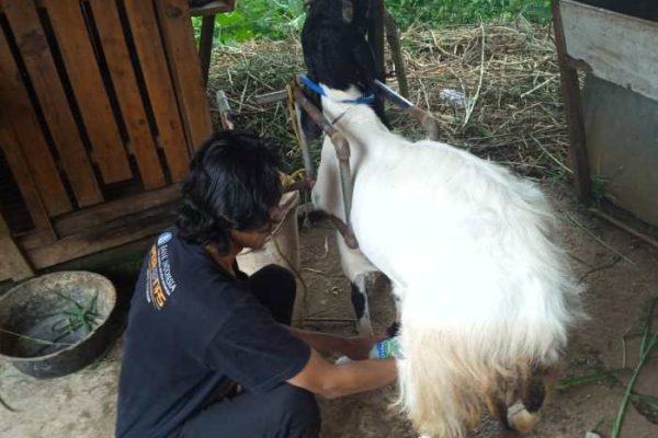 Susu kambing di Palenggaan, Pamekasan