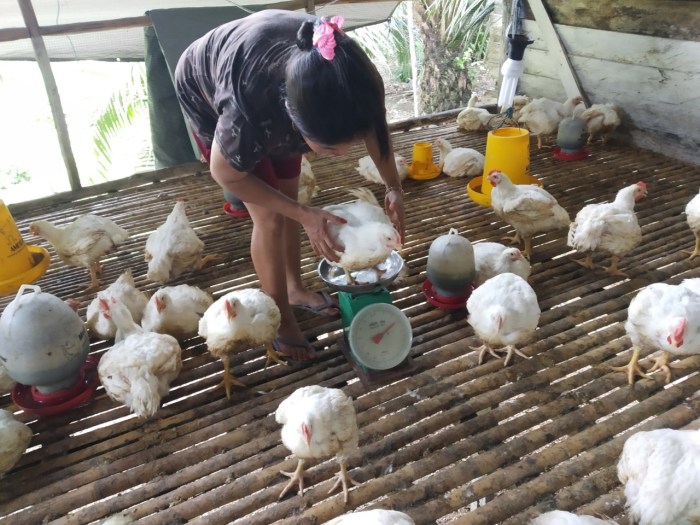 Diterjang Banjir, Jembatan Bunga Mayang Lampung Ambrol Diterjang Banjir, Jembatan Bunga Mayang Lampung Ambrol