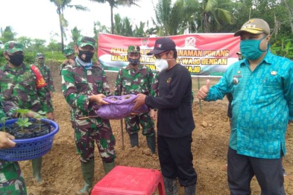 Daun penggemuk ayam di Takkalalla, Wajo
