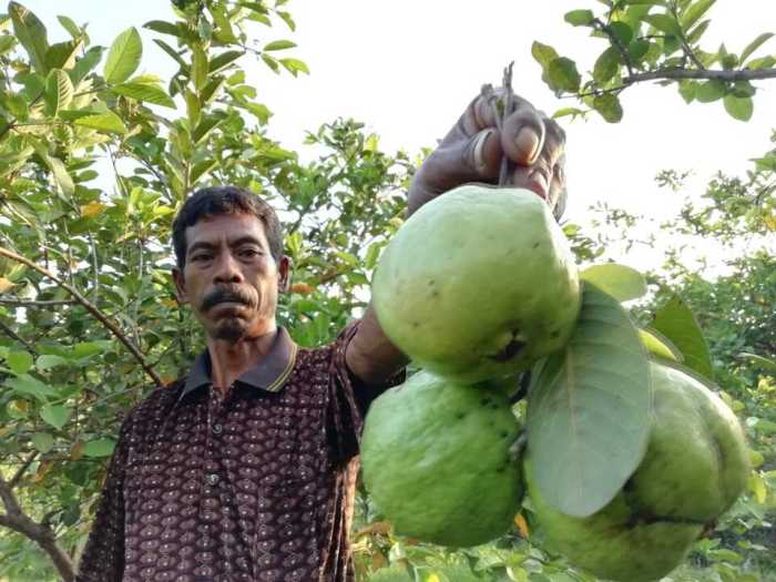 Daging kambing di Karangmalang, Sragen