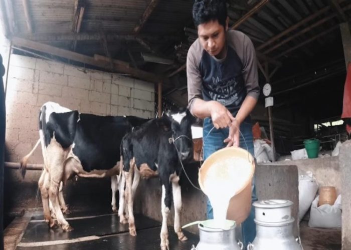 Susu kambing di Batu, Kota Batu