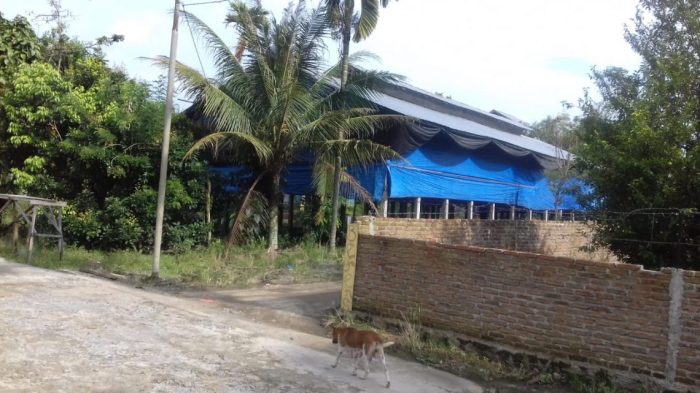 Ayam Ternak di Sidamanik, Simalungun