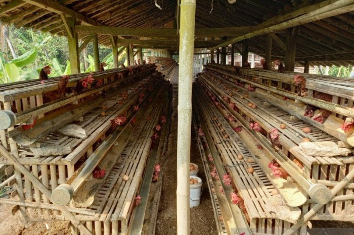 Peternak ayam petelur Kulon Progo mengeluhkan tingginya harga pakan ... Peternak ayam petelur Kulon Progo mengeluhkan tingginya harga pakan ...
