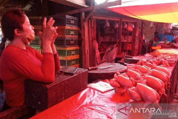 Budidaya Ayam Kampung Sangat Menggiurkan di Cilegon · Faktabanten.co.id Budidaya Ayam Kampung Sangat Menggiurkan di Cilegon · Faktabanten.co.id