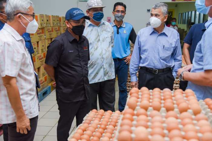 Ternak ayam pedaging di Hulu Palik, Bengkulu Utara