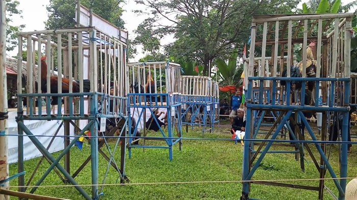 Daun penggemuk ayam di Cibaliung, Kab. Pandeglang