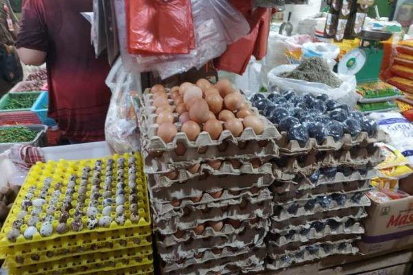 Em4 peternakan ayam di Jemaja, Kepulauan Anambas