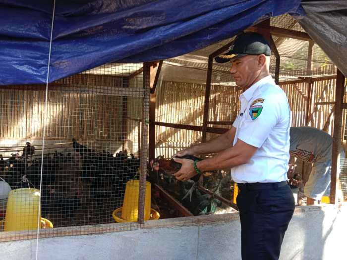 Pemerintah Kabupaten Pesisir Selatan - Bantu KPM Budidaya Ayam Kampung ... Pemerintah Kabupaten Pesisir Selatan - Bantu KPM Budidaya Ayam Kampung ...