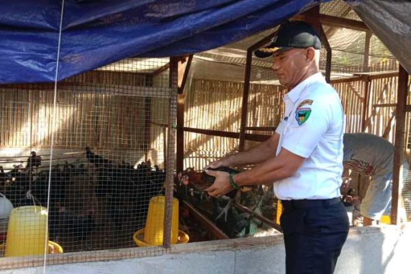 Budidaya ayam di Tigo Nagari, Kabupaten Pasaman