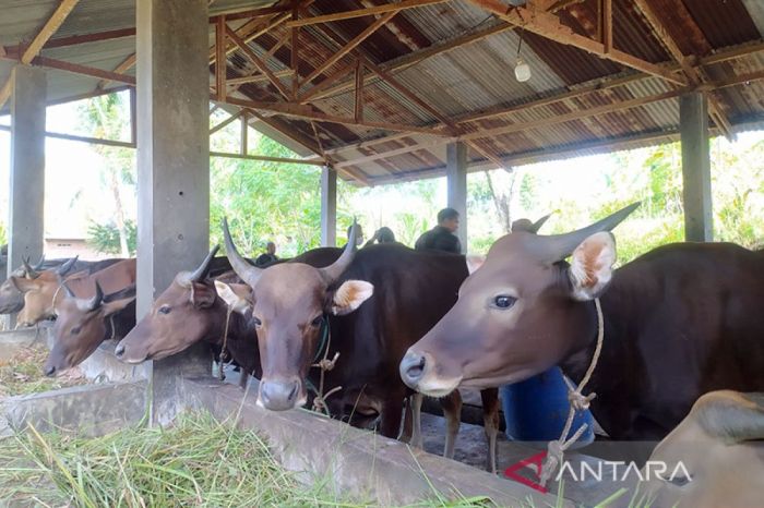 Industri ternakan ayam dijangka rugi RM200 juta sebulan - Kosmo Digital Ternak ayam pedaging di Ratu Samban, Kota Bengkulu