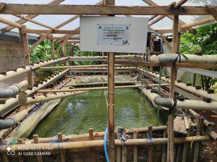 Mau Buka Usaha Ternak Ayam? Ini Beda Keuntungan Ayam Petelur Vs Pedaging Budidaya ternak ayam di Talang, Tegal