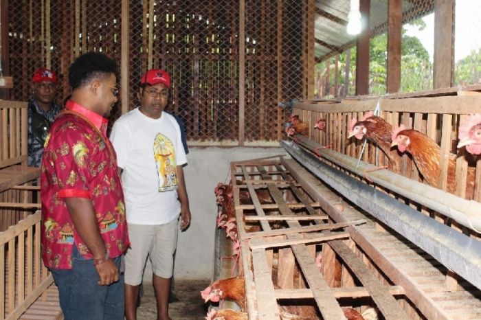 Kecamatan Koto Balingka Ayam petelur jantan di Koto Balingka, Kabupaten Pasaman Barat