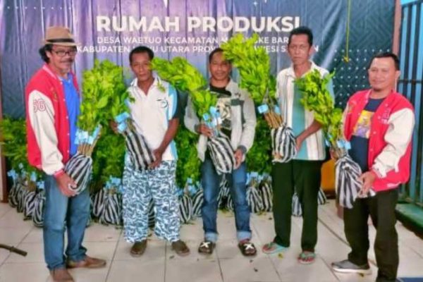 Daun penggemuk ayam di Malangke, Luwu Utara