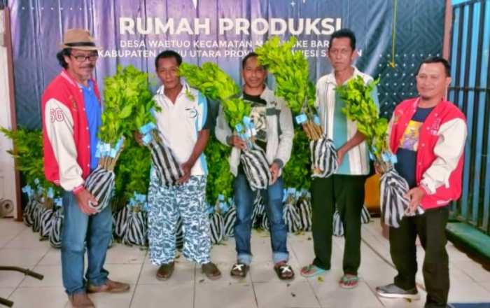 Daun penggemuk ayam di Malangke, Luwu Utara