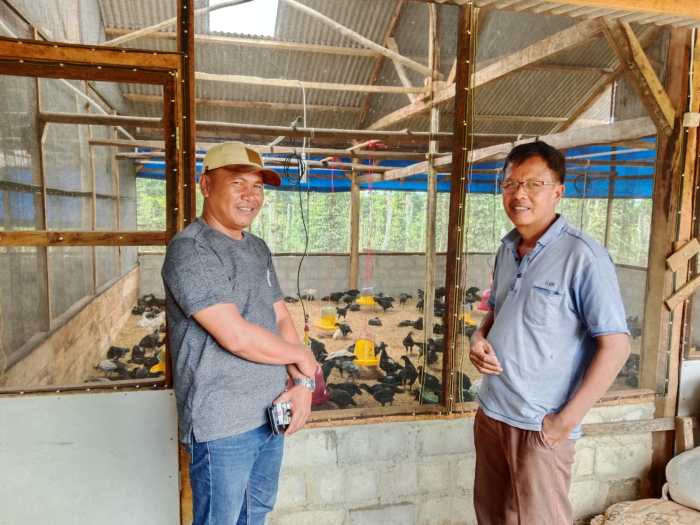 Budidaya ayam di Sumber Rejo, Tanggamus