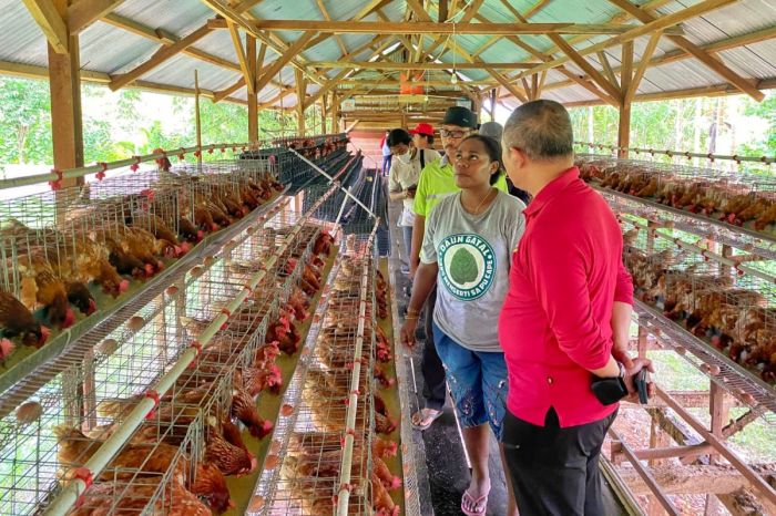 Budidaya ayam di Patamuan, Kabupaten Padang Pariaman
