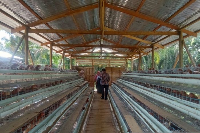 Patut ditiru, begini cara Nagari Sinuruik Pasaman Barat jaga ketahanan ... Ayam ternak di Tigo Nagari, Kabupaten Pasaman