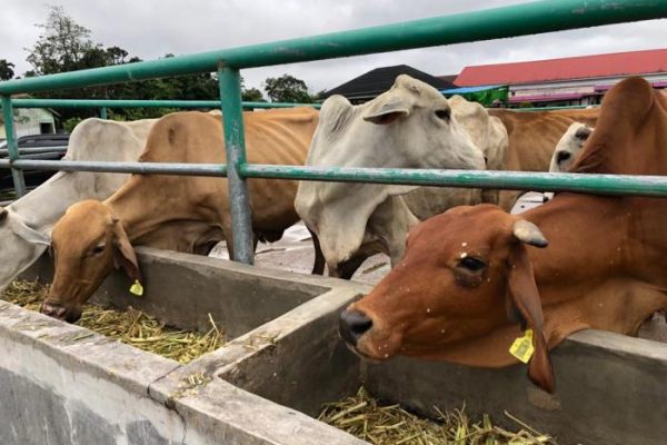 Budidaya ayam di Padang Selatan, Kota Padang
