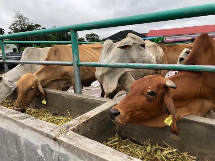 Tahun Ini, Dinas Pertanian Padang Targetkan 4.200 Kelahiran Anak Sapi Budidaya ayam di Padang Selatan, Kota Padang