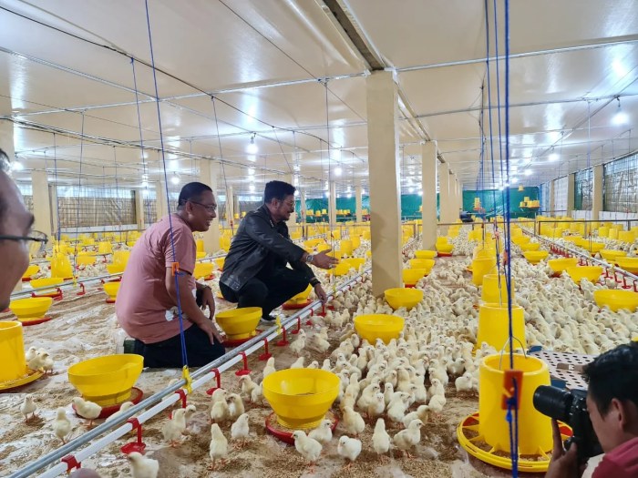 Budidaya ayam di Negeri Katon, Pesawaran
