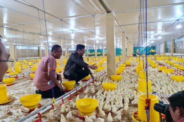 Ternak ayam pedaging di Amen, Lebong