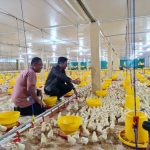Gowa Jadi Lokasi Pengembangan Peternakan Ayam Broiler - Bonepos.com