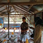 Hari Kelima Puasa, Pedagang Ayam Potong di Sipora Utara Panen Pembeli ...