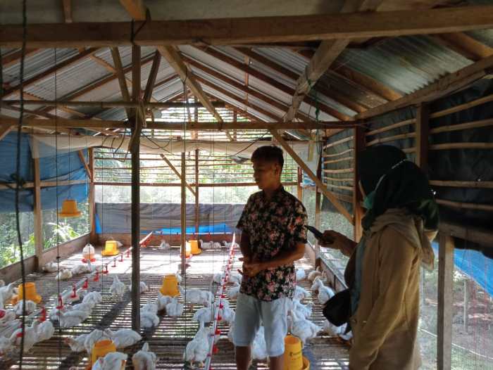 Ayam petelur jantan di Sipora Selatan, Kabupaten Kepulauan Mentawai