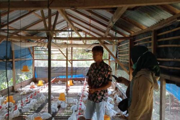 Hari Kelima Puasa, Pedagang Ayam Potong di Sipora Utara Panen Pembeli ...