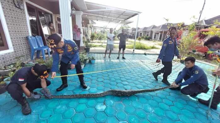 Daun penggemuk ayam di Bukit Batu, Kota Palangka Raya