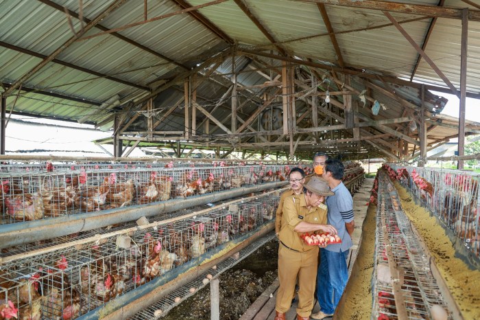 Tinjau Peternakan Ayam Petelur PT Puri Farm, Al Muktabar Jadi Peternak ... Ternak ayam petelur di Muting, Kab. Merauke