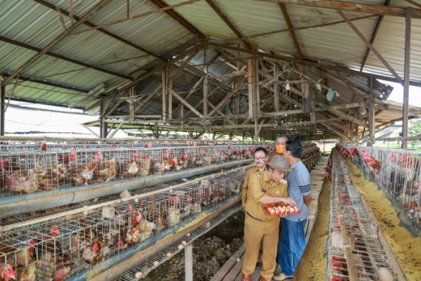 Tinjau Peternakan Ayam Petelur PT Puri Farm, Al Muktabar Jadi Peternak ...