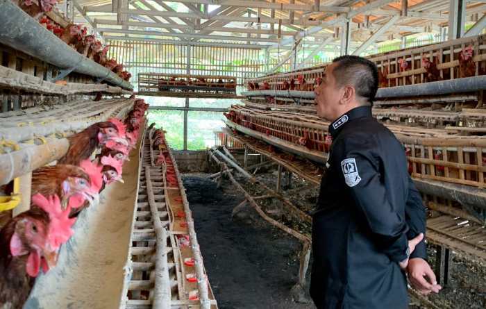 Siasat Wabup Karawang Hadapi Harga Telur yang Meroket Siasat Wabup Karawang Hadapi Harga Telur yang Meroket